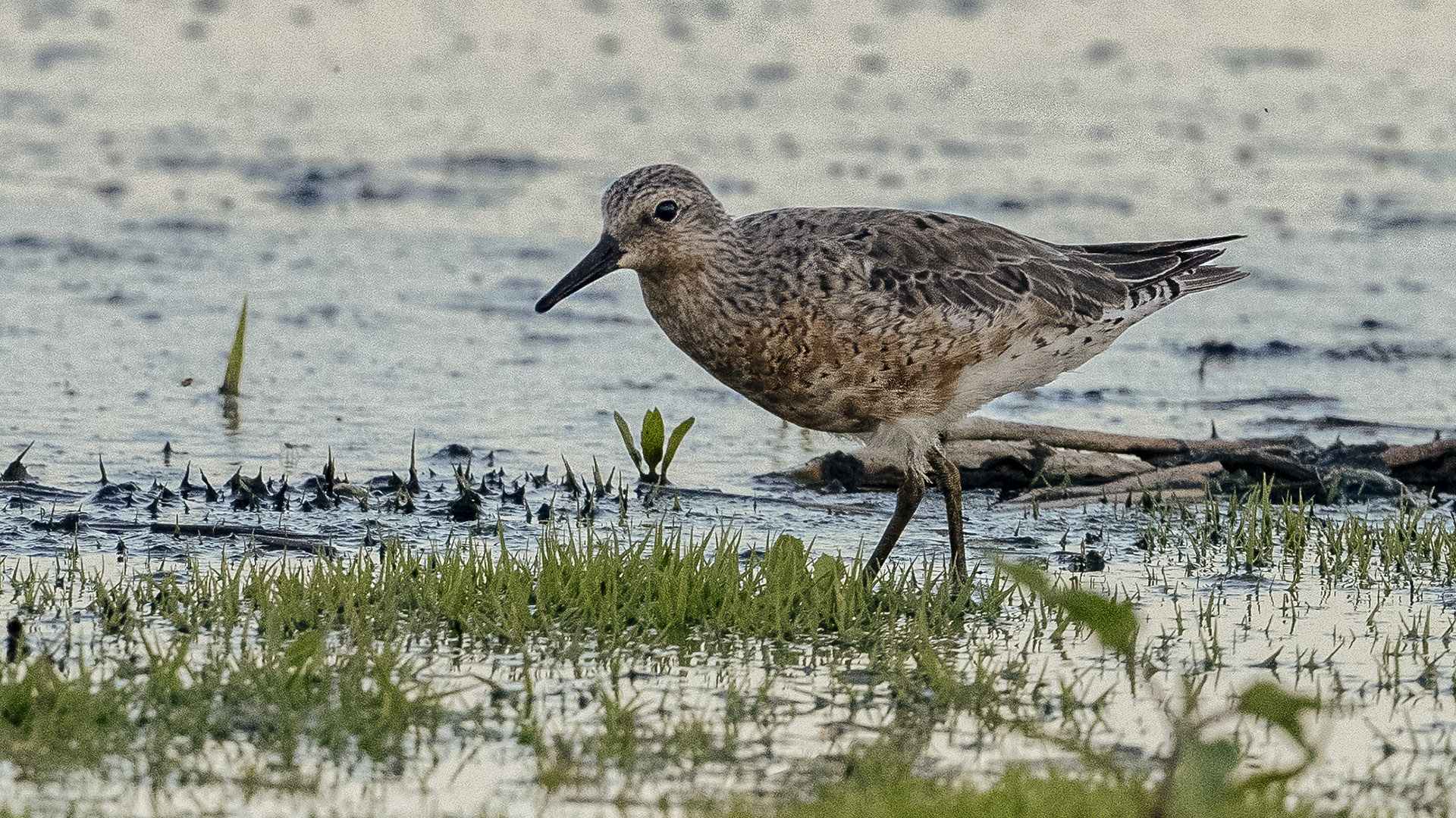 Red Knot